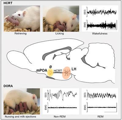 Hypocretins, sleep, and maternal behavior